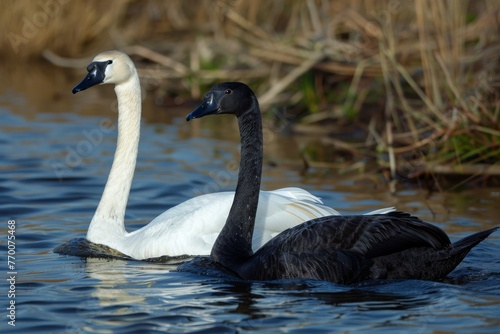 Couple of swans  love between black and white swan  romantic family together in a pond in the water  hugging