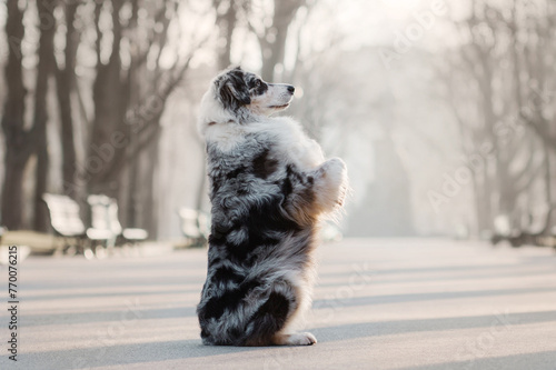 Australian shepherd aussie in the morning fog in the park