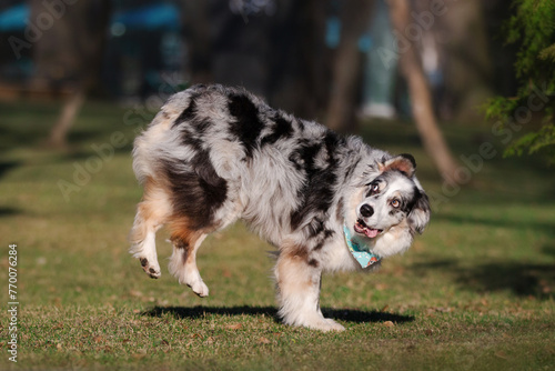 Funny Australian shepherd dog playing in the park with his toy 