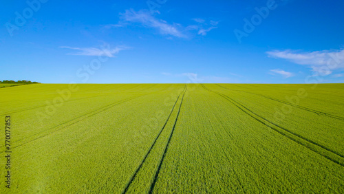 AERIAL: A blue sky above an enormous agricultural field where green wheat grows
