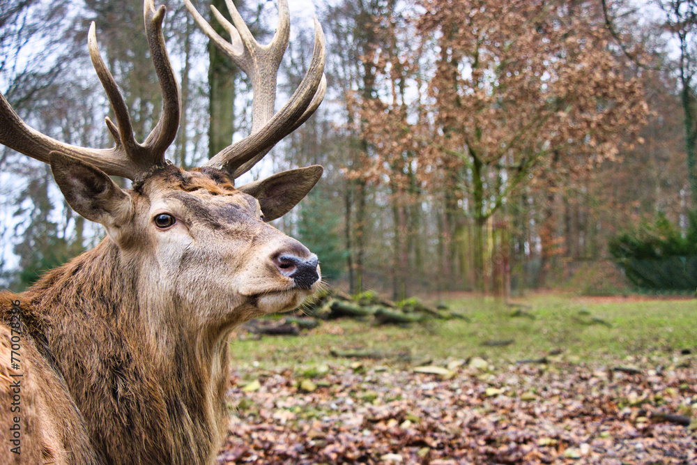 Fototapeta premium Hirsch