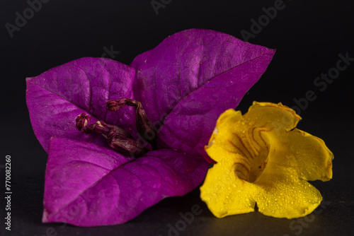 Fototapeta Naklejka Na Ścianę i Meble -  Flores coloridas