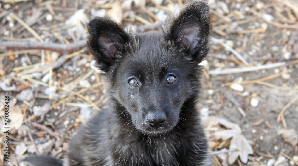 A sharp image of a tiny ebony pooch amidst dusty greenery, with an out-of-focus backdrop A sharp image of a tiny ebony pooch amidst dusty greenery, with an out-of-focus backdrop