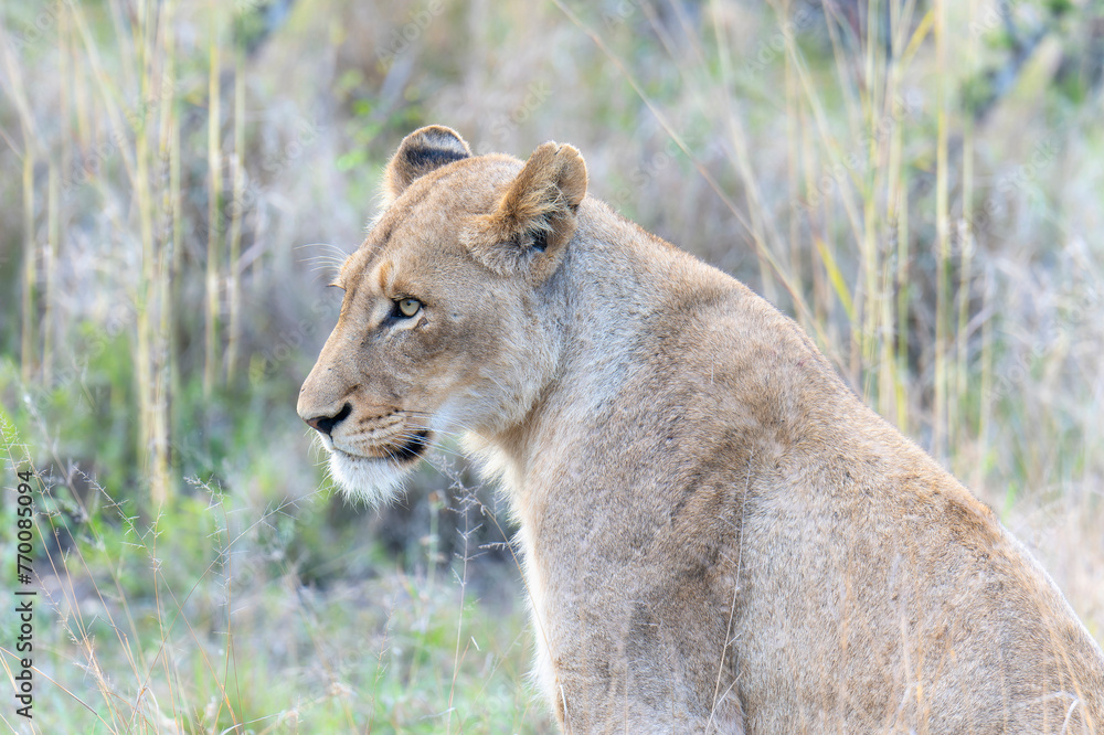 A lion, Panthera leo, is visible up close in a field of tall grass, watching its surroundings intently. In South Africa. A lion, Panthera leo, is visible up close in a field of tall grass, watching its surroundings intently. In South Africa.