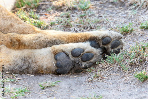 A detailed view of a lion's paws, showcasing the large claws and textured pads of the animals foot. In South Africa.