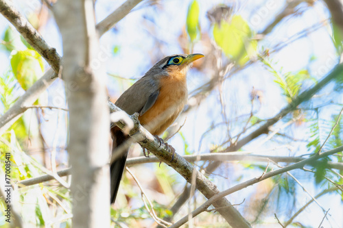 A lesser ground cuckoo, Morococcyx erythropygus, stands perched on a tree branch, blending in with its surroundings. In Mexico.