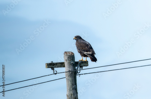 A Jackal Buzzard, Buteo rufofuscus, is perched on top of a wooden pole in South Africa. photo