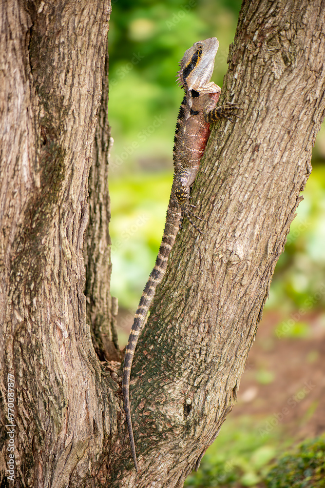 The Australian water dragon, which includes the eastern water dragon and the Gippsland water dragon subspecies, is an arboreal agamid species native to eastern Australia. The Australian water dragon, which includes the eastern water dragon and the Gippsland water dragon subspecies, is an arboreal agamid species native to eastern Australia.