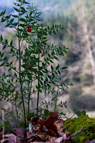 Obraz na plátně A butcher's-broom plant with a red seed