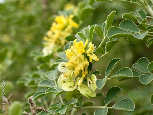 Yellow flowers of moon trefoil, shrub medick, alfalfa arborea, or tree medick (Medicago arborea) as decorative shrub, Spain