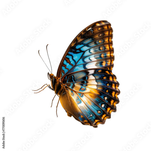 Cyan blue butterfly flying transparent background