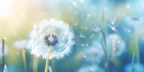 Dandelion seeds flying in the air with beautiful bokeh