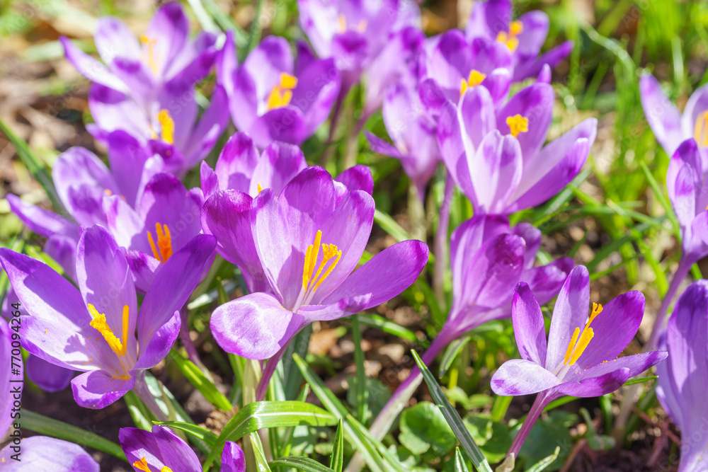 Beautiful purple spring crocuses in the garden in sunny day. Floral spring background with wild crocus flowers on meadow. Springtime, nature. Selective focus. Beautiful purple spring crocuses in the garden in sunny day. Floral spring background with wild crocus flowers on meadow. Springtime, nature. Selective focus.