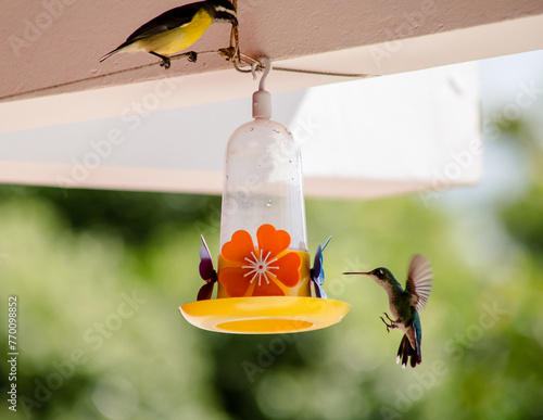 bird feeding on a feeder and bird