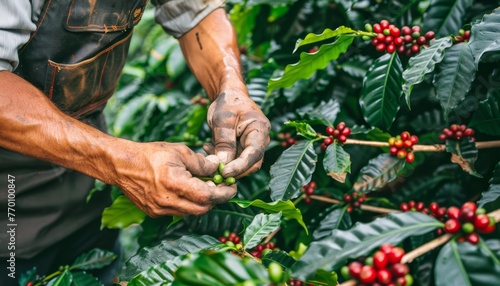 Farmer s hand harvesting arabica or robusta coffee berries in agricultural field