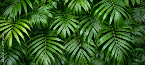 Exotic tropical forest with lush palm leaves and trees  wild plant life in panoramic wallpaper