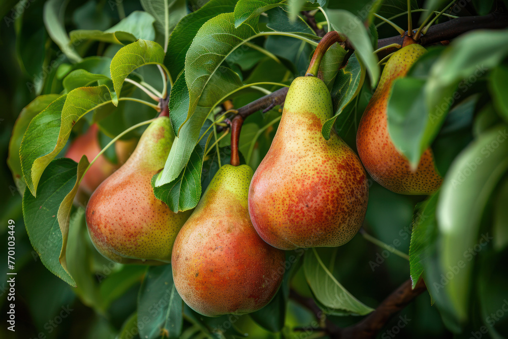 Ripe Pears Hanging From Green Tree Branches Ripe Pears Hanging From Green Tree Branches