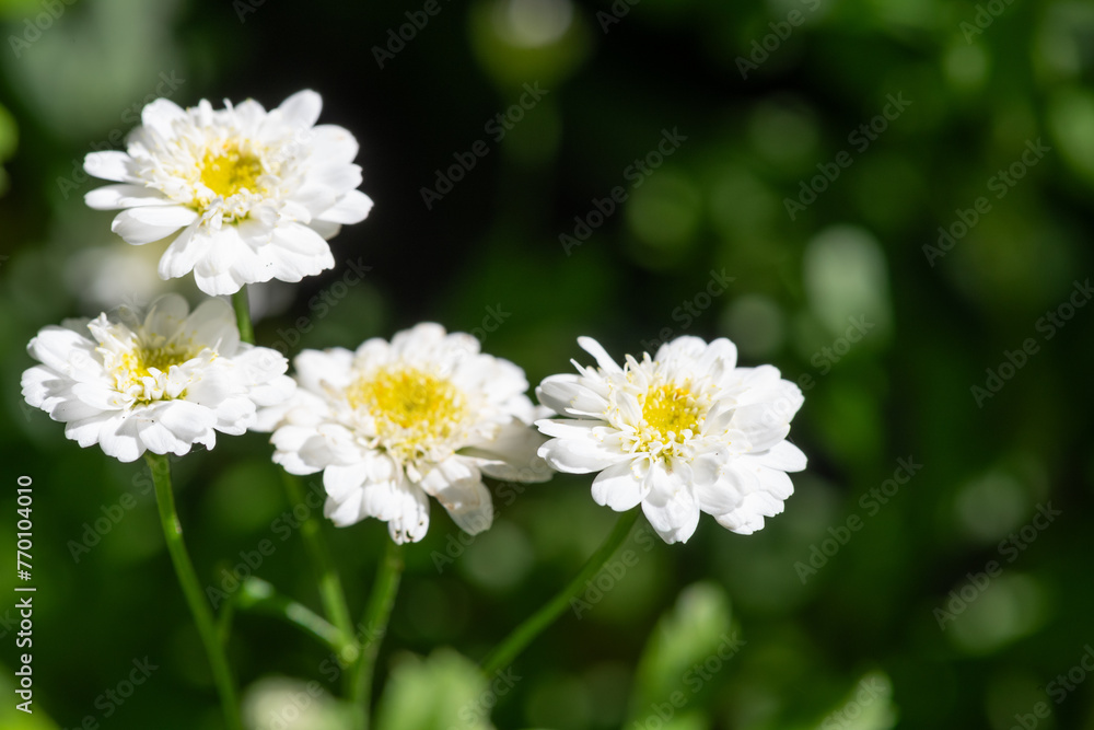 Close up of feverfew (tanacetum parthenium) flowers in bloom Close up of feverfew (tanacetum parthenium) flowers in bloom