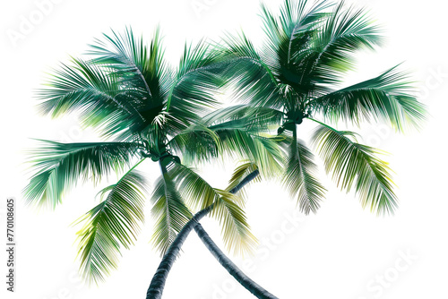 Abstract palm tree silhouette, fronds stylized and spread, minimalist, white backdrop. © Qayyum