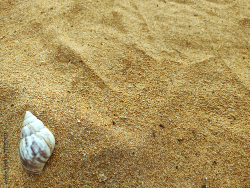 Beach sand and shell to be used as background for design of business presentation. Nova Almeida beach, Serra, E. S. Espirito Santo, Brazil
 photo