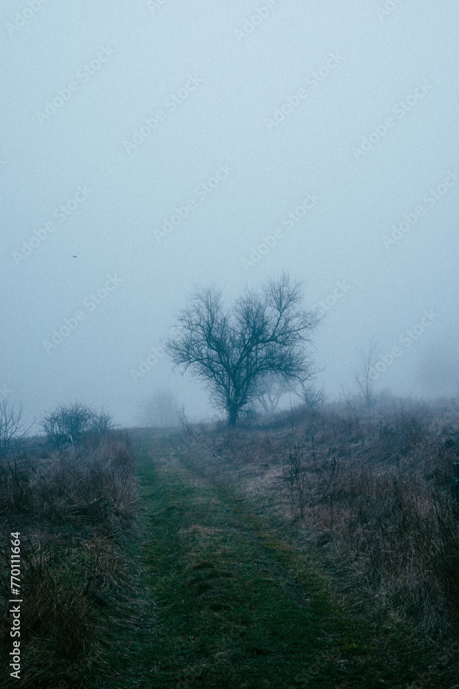 Foggy frost lake . Landscape with fog . Mystery nature . Blue hour . Morning at winter . Foggy frost lake . Landscape with fog . Mystery nature . Blue hour . Morning at winter .