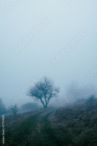 Foggy frost lake . Landscape with fog . Mystery nature . Blue hour . Morning at winter .