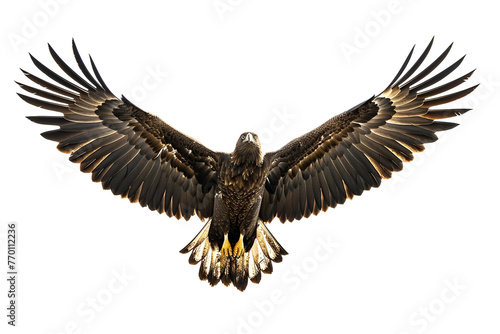Eagle in flight silhouette cameo  wings fully spread  detailed feathers  white background.