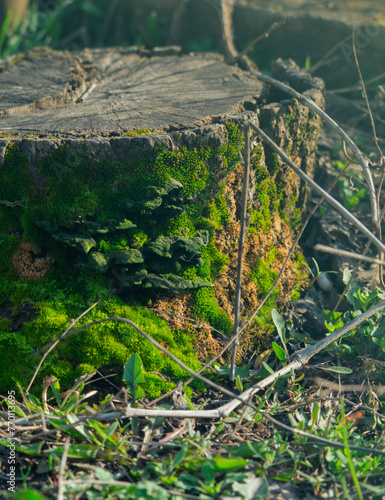 Green moss on a tree stump close-up