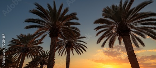 Palm trees silhouettes at sunset on the beach © KRIS