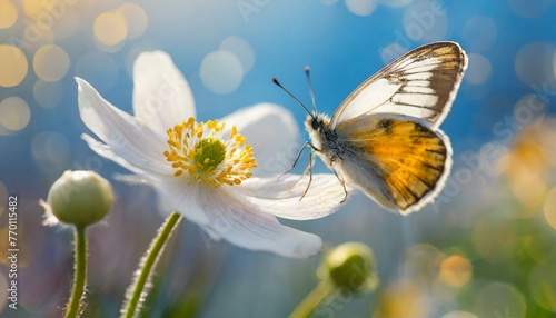 Detail with shallow focus of white anemone flower with yellow stamens and butterfly in nature macro on background of blue sky 