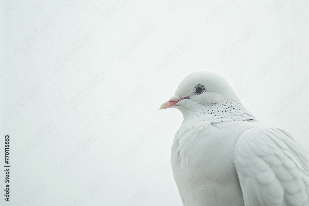 Peaceful White Dove Close-Up, Tranquil Bird on a Soft White Background Peaceful White Dove Close-Up, Tranquil Bird on a Soft White Background