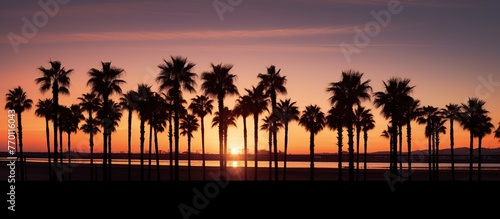 Palm trees silhouettes at sunset on the beach