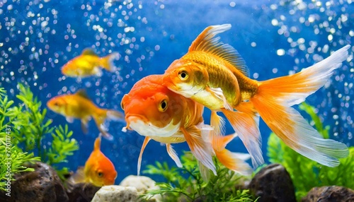 Animals gold fishes pets aquarium freshwater fish background - sweet cute goldfish  cyprinidae  swimming in blue water 