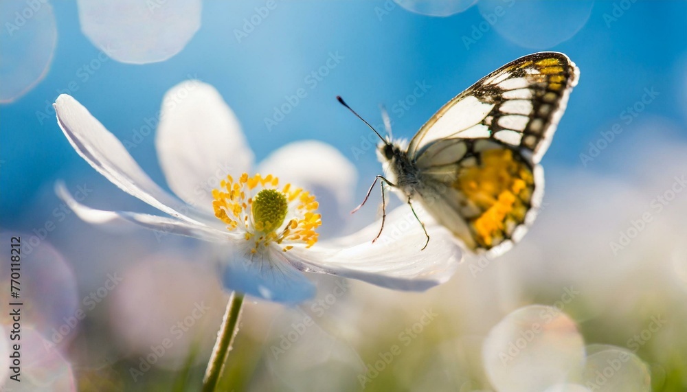 Detail with shallow focus of white anemone flower with yellow stamens and butterfly in nature macro on background of blue sky
