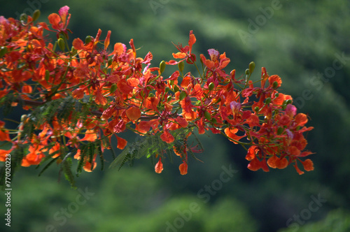 Las flores conforman un universo propio de color,aroma y variedad! photo