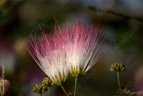 Las flores conforman un universo propio de color,aroma y variedad! photo