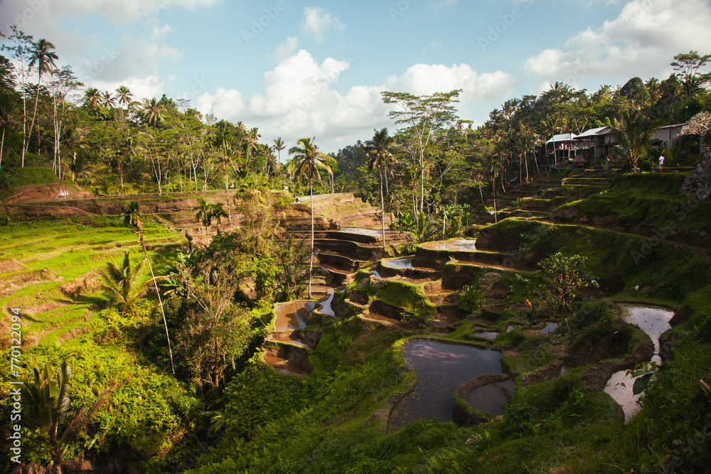 Scenic view of terraced rice fields in Indonesia