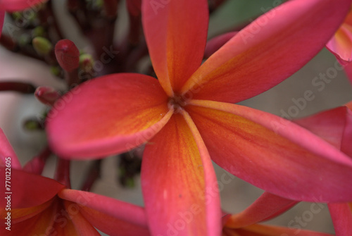 Photos Las flores conforman un universo propio de color,aroma y variedad!