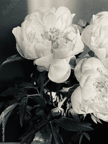 A close-up black and white photograph of peonies