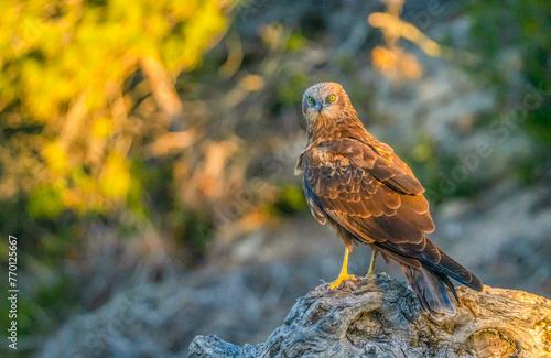 Majestic bird of prey perched in golden hour light photo