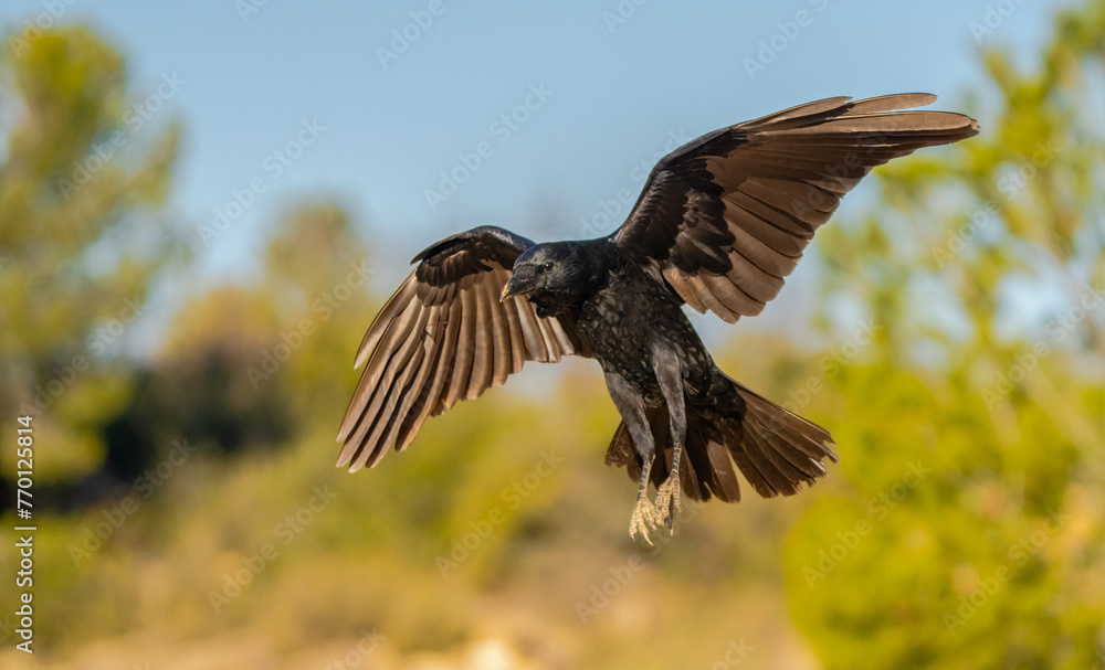 Majestic crow in flight over Lleida fields Majestic crow in flight over Lleida fields