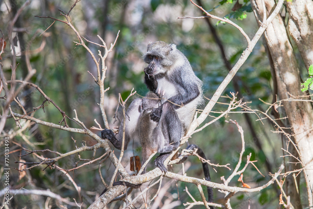 Obraz premium Sykes monkey. Watamu, Kenya, Africa.