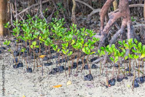 Ceriops tagal seeds. Mangroves. Mida Creek. Watamu, Kenya. photo