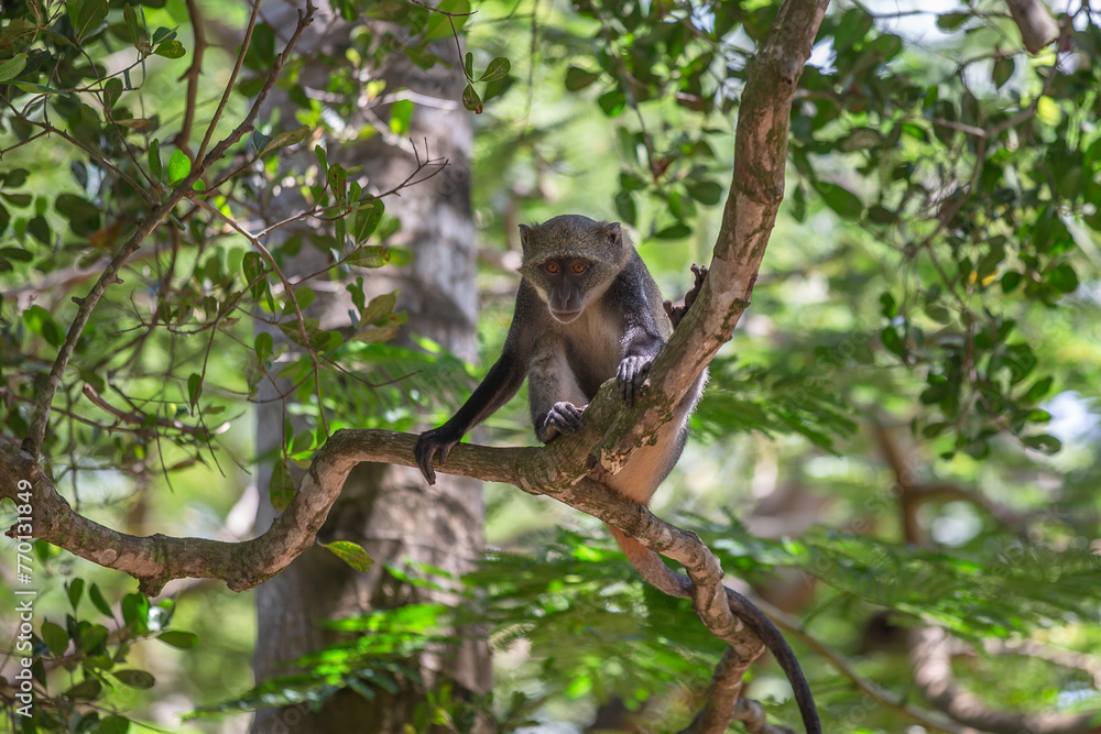 Sykes monkey. Watamu, Kenya, Africa. Sykes monkey. Watamu, Kenya, Africa.
