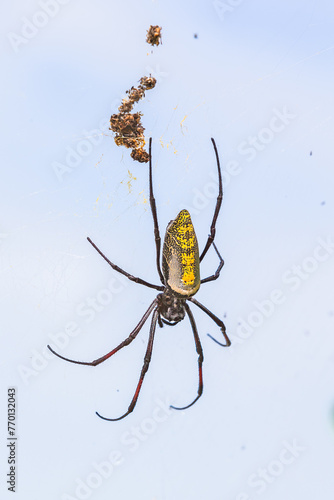 Golden Silk Orb-weaver Spider (Banana Spider). Kenya, Africa.