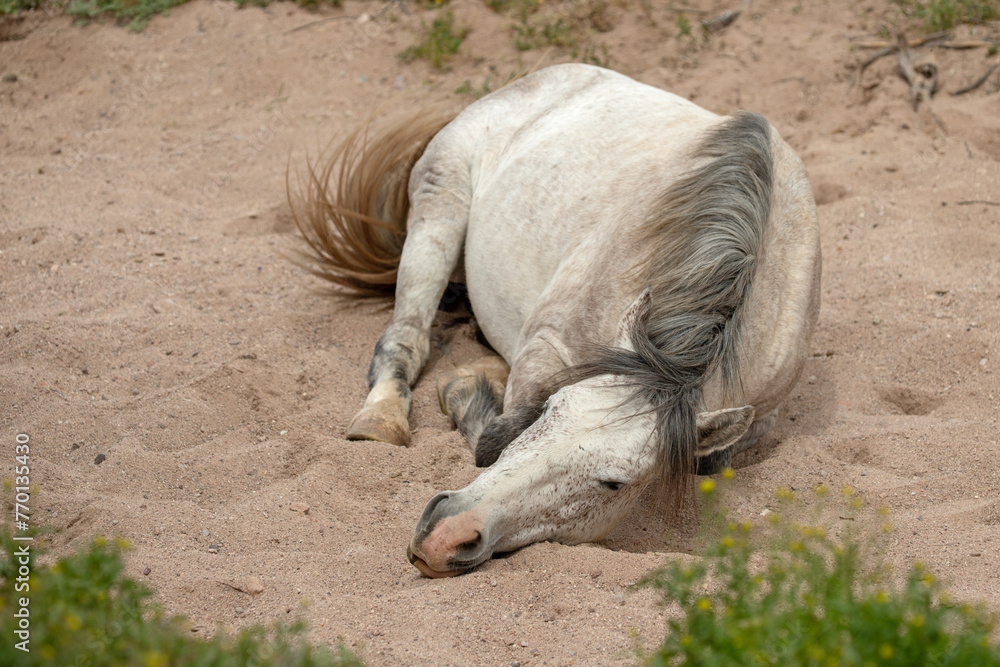 Fototapeta premium White wild horse stallion rolling in dry sandwash in the Salt River wild horse management area near Scottsdale Arizona United States