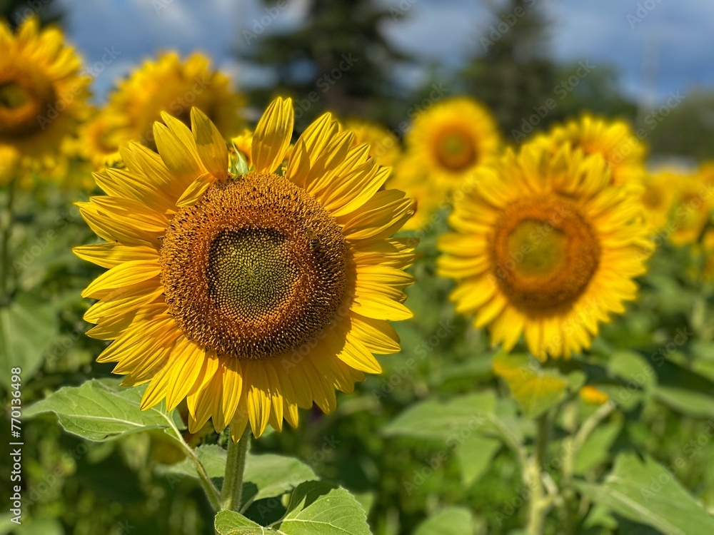 Fototapeta premium Sunflowers in full Bloom