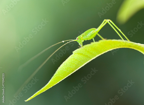 grasshopper on a leaf, Bush cricket, Ephippiger ephippiger.  Sassari, Sardinia, Italy. photo