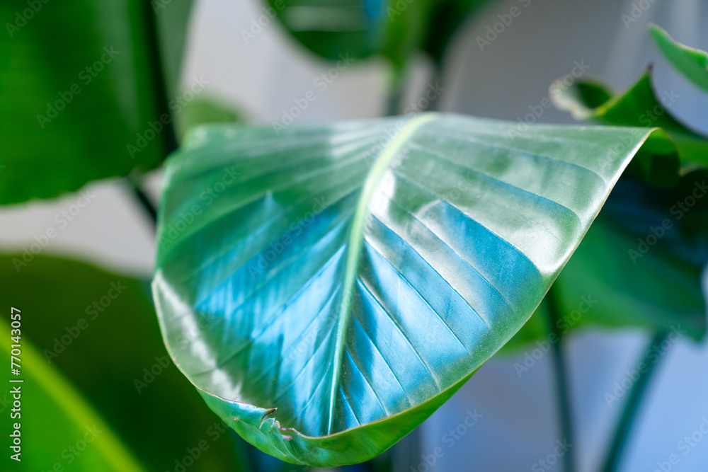 Obraz premium close up of a banana leaf