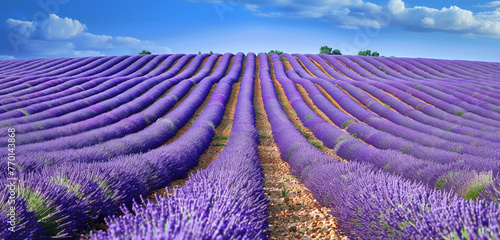 A picturesque lavender field with rows of fragrant purple flowers stretching to the horizon.